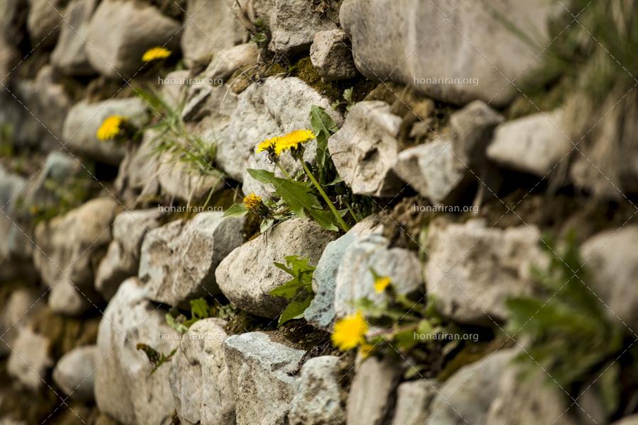قطعه عکس گلهای تابستانی در میان سنگهای سخت دیوار