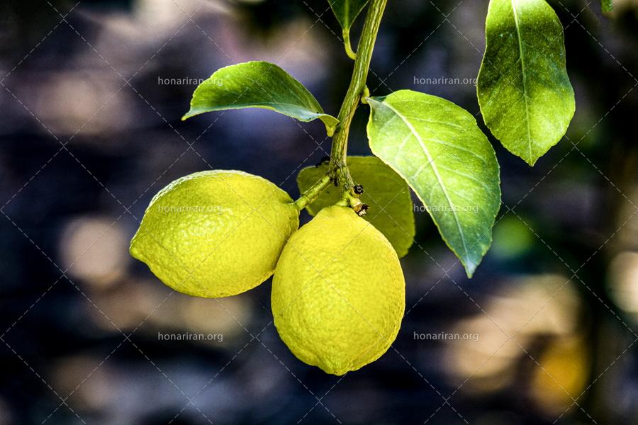 قطعه عکس لیموترش های خوشمزه پاییزی