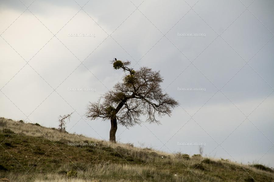 قطعه عکس تک درختی در کوهستان البرز