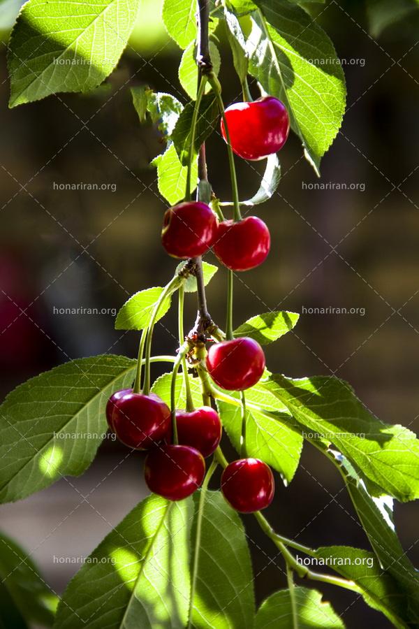 قطعه عکس گیلاس های خوشمزه تابستانی