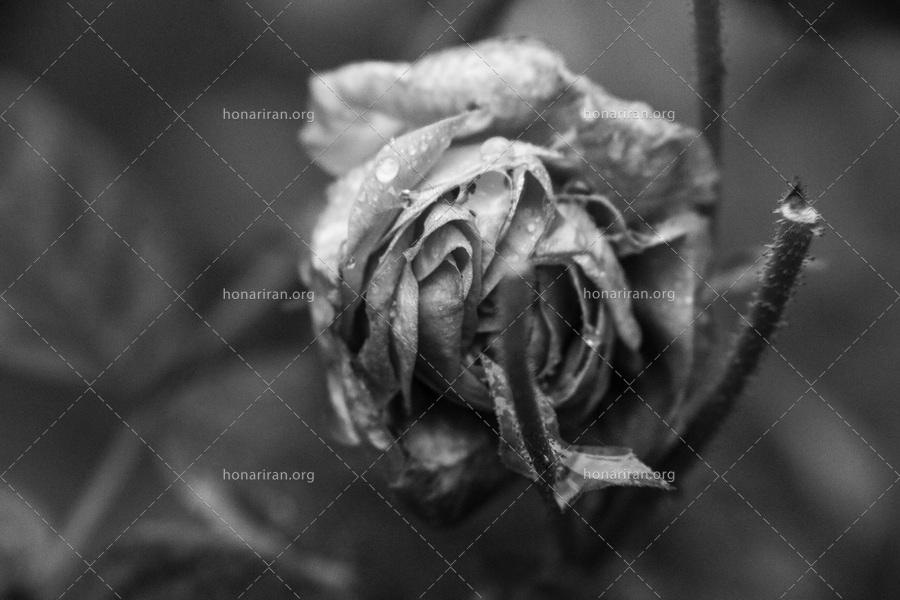 قطعه عکس سیاه سفیدگل رز خاکستری زیبا
