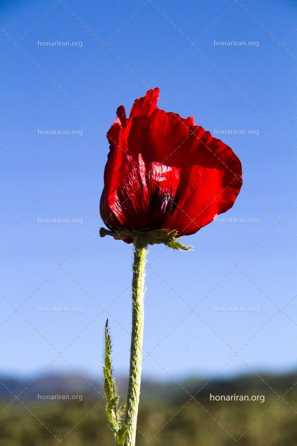 قطعه عکس شقایق/ گل همیشه عاشق