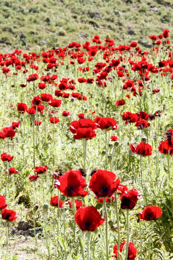 قطعه عکس دشت شقایق ها در بهار