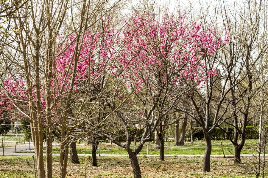 قطعه عکس شکوفه های گیلاس در باغ بهاری – عکاسی حرفه ای از عناصر طبیعی