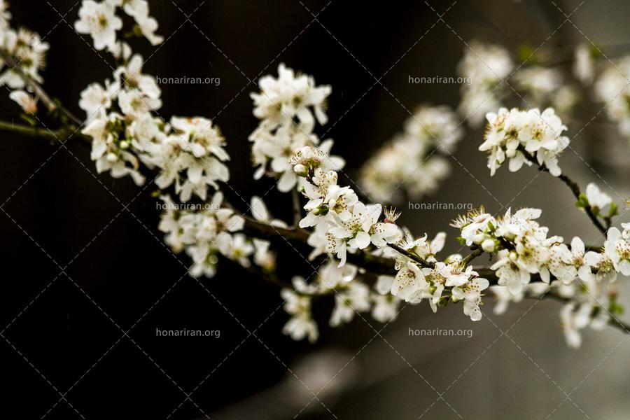 قطعه عکس شکوفه های زیبای بهار