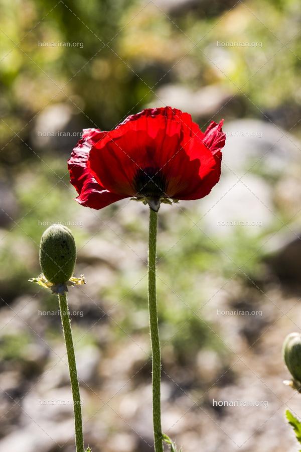 قطعه عکس شقایق زیبا در بهار