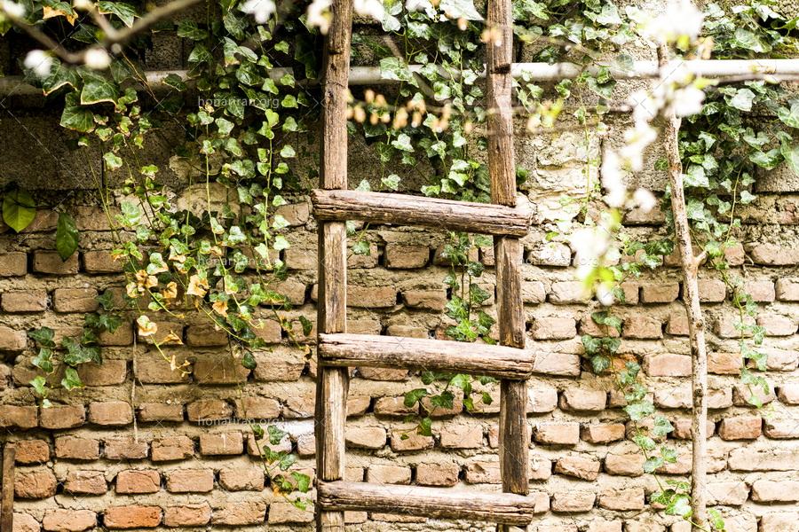 قطعه عکس نردبانی بر دیوار قدیمی باغ- نردبان آرزوها