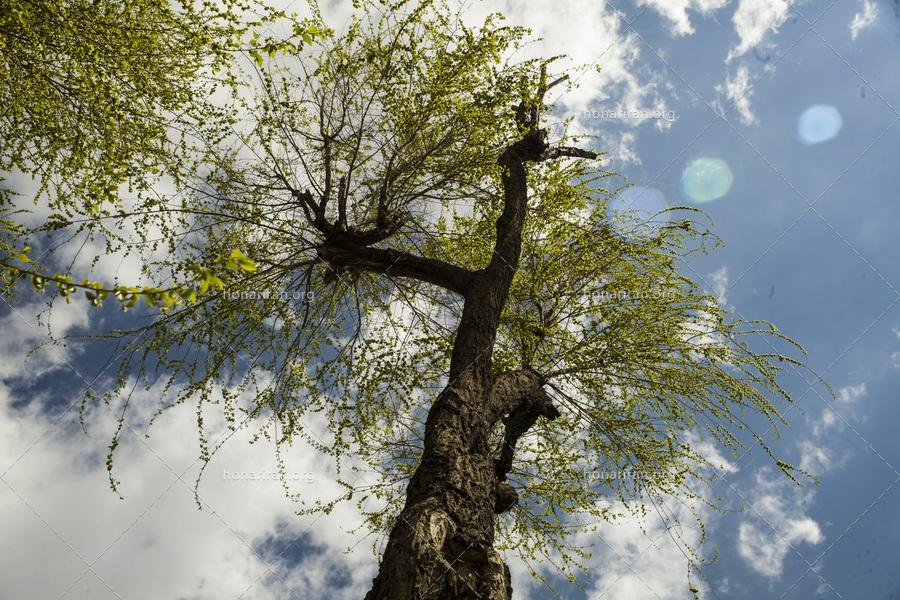 قطعه عکس درخت زیبای جنگلی  – جنگل های هیرکانی