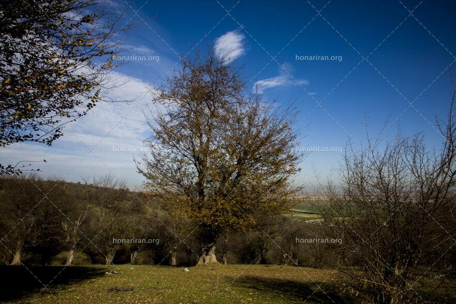 قطعه عکس درختان جنگلهای هیرکانی در پاییز