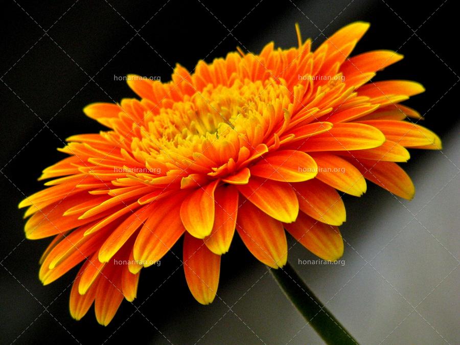 قطعه عکس گل همیشه بهار