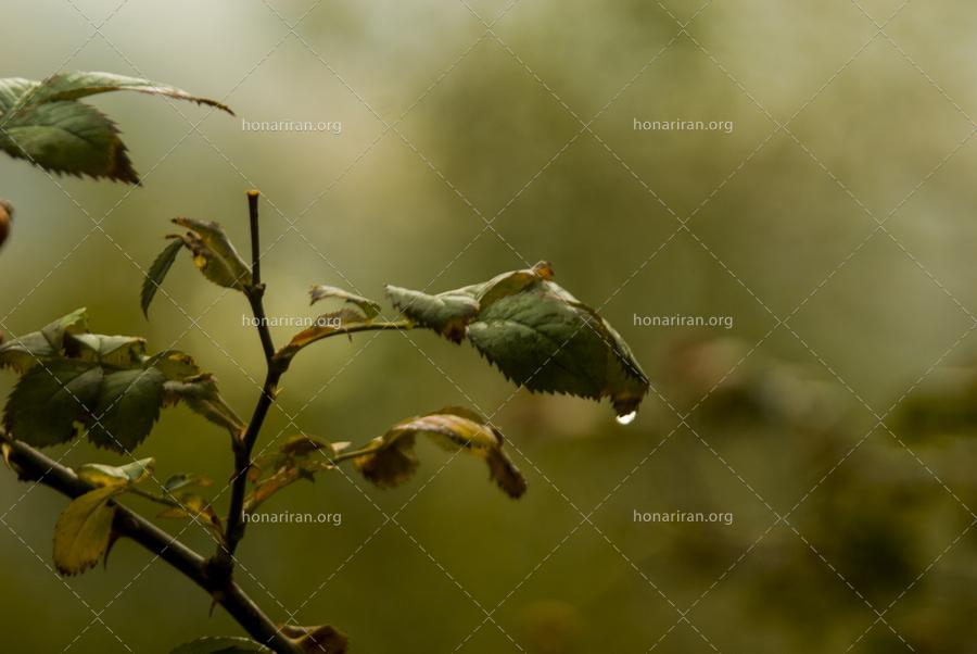 قطعه عکس برگ زیبای پاییزی