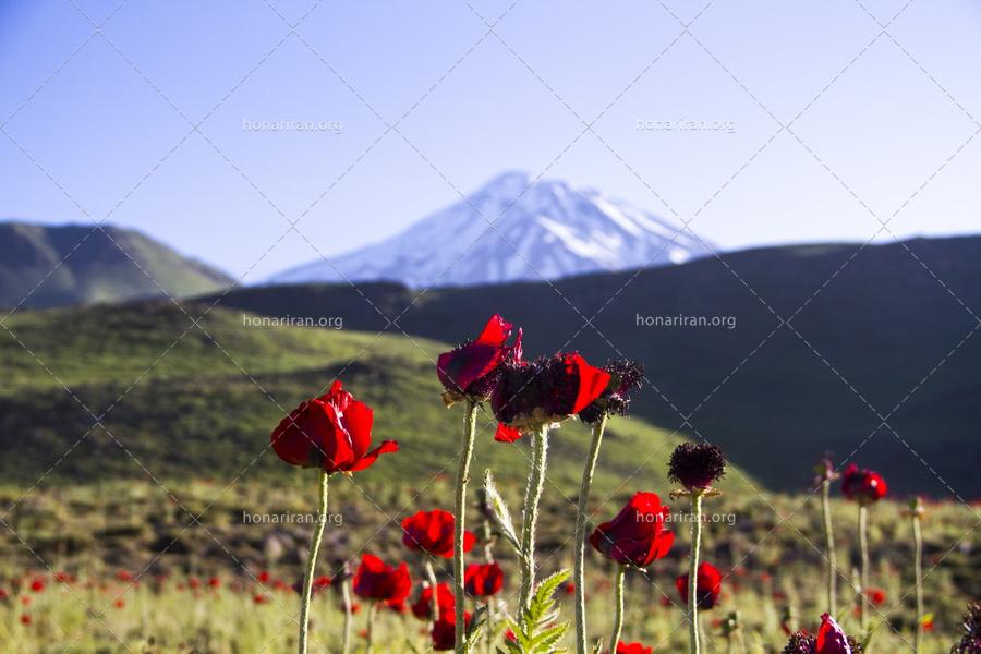 قطعه عکس دماوند زیبا در میان شقایق های بهاری – دماوند – گلهای شقایق – بهار زیبا