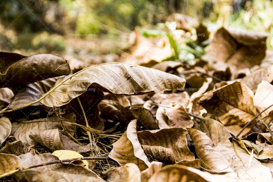 قطعه عکس برگهای پاییزی