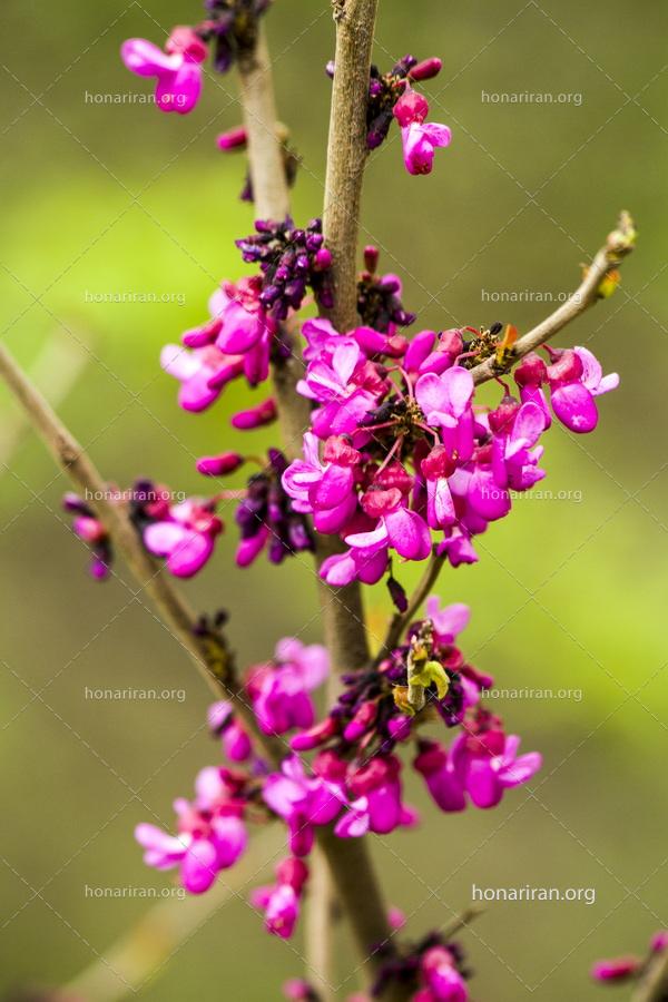 قطعه عکس گلهای ارغوانی زیبا در بهار