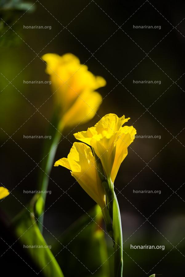 قطعه عکس کلوزآپ گلهای زیبا، گلهای پاییزی