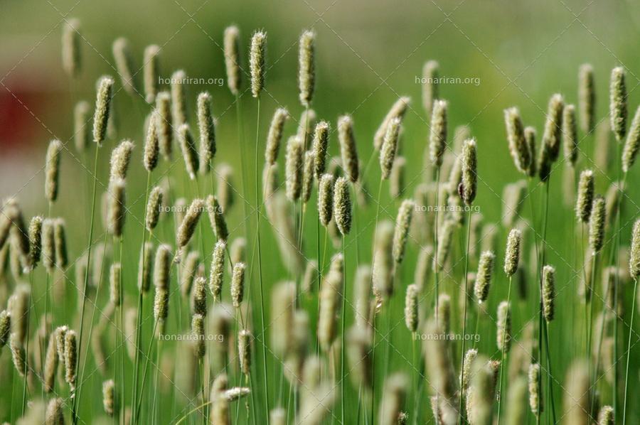 قطعه عکس علفزار زیبا – گیاهان تابستانی در کنار هم