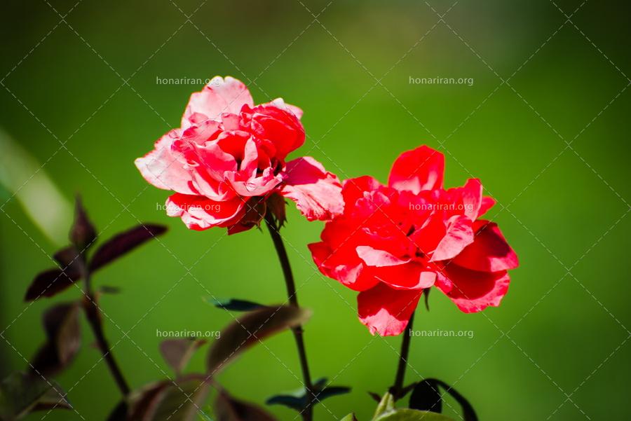 قطعه عکس گلهای زیبای تابستانی