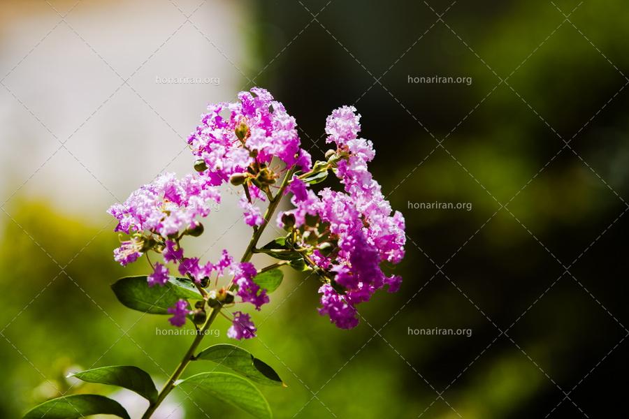 قطعه عکس طبیعت تابستانی