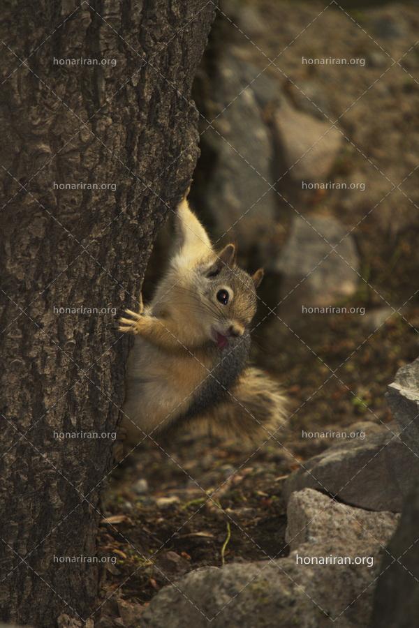 قطعه عکس حیات وحش ایران – زیست بوم ایران – سنجاب ایرانی