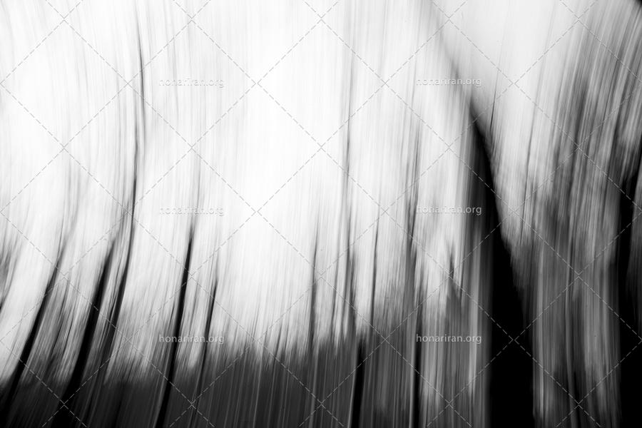 قطعه عکس سیاه و سفید _ عکاسی انتزاعی – درختان زمستانی