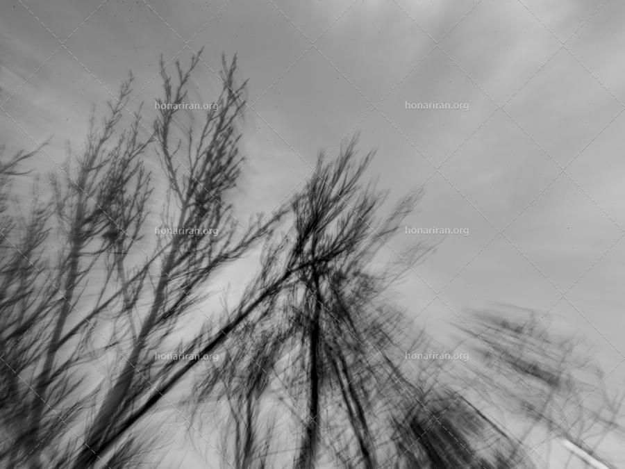 قطعه عکس انتزاعی، سیاه و سفید، چرخش دوار، درختان سر به فلک کشیده