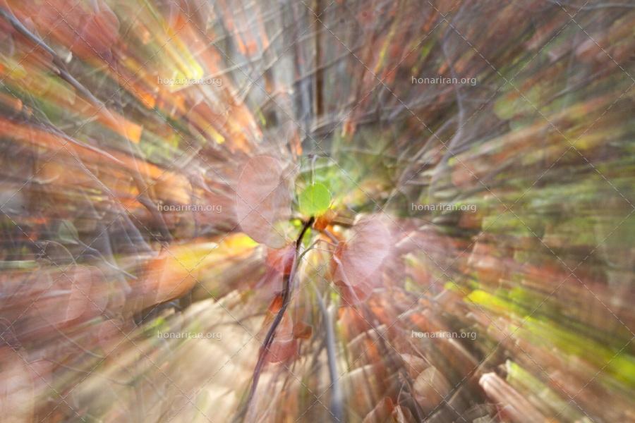 قطعه عکس انتزاعی – امپرسیونیسم – باغ آرزوها