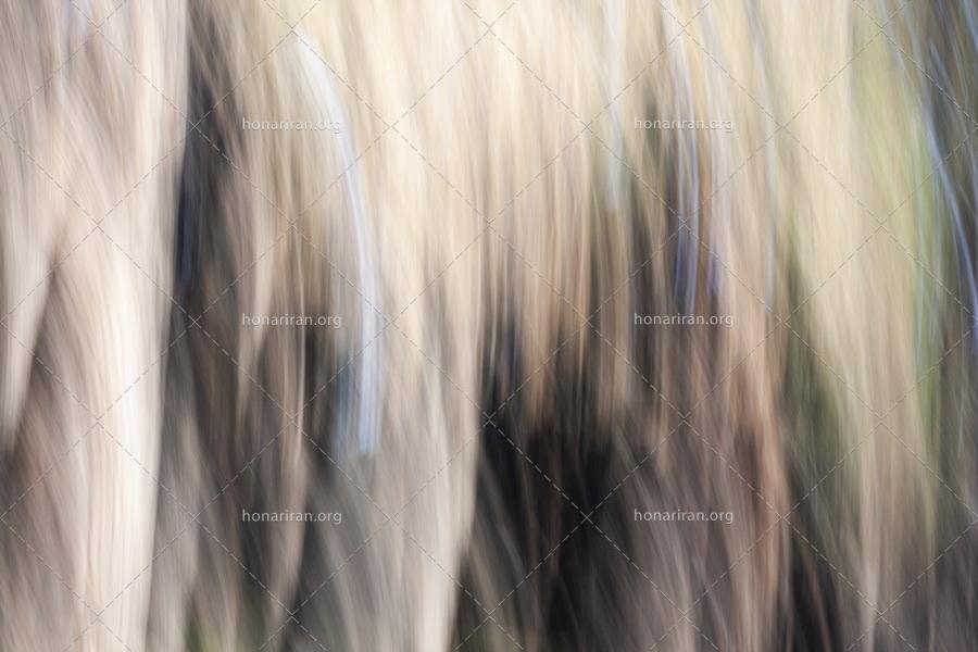 قطعه عکس انتزاعی – امپرسیونیسم – گیسوان طبیعت