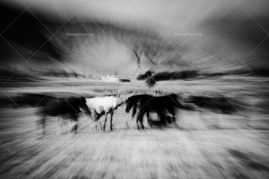 قطعه عکس انتزاعی – امپرسیونیسم – گله اسب های وحشی