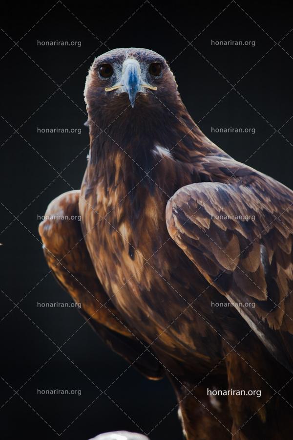قطعه عکس پرتره ای از سلطان – عقاب طلایی – سلاطین حیات وحش ایران
