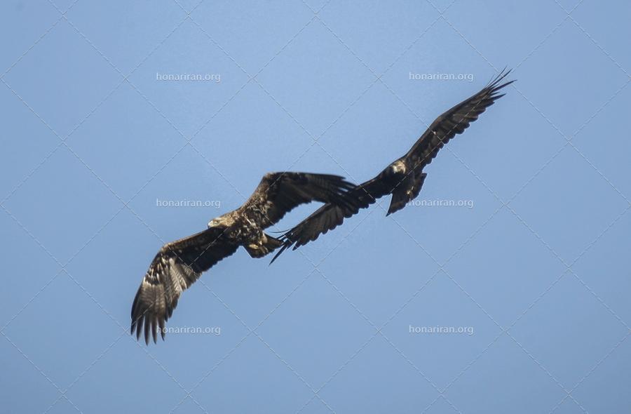 قطعه عکس عقاب شاهی – سلاطین حیات وحش ایران – پرندگان شکاری – عکاسی حیات وحش