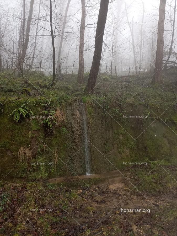قطعه عکس جنگل زیبای پلنگ دره – مازندران  – جنگلهای هیرکانی