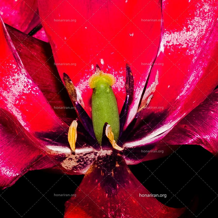 قطعه عکس لاله های بهاری – باغ لاله ها- البرز – عکاسی کلوزآپ