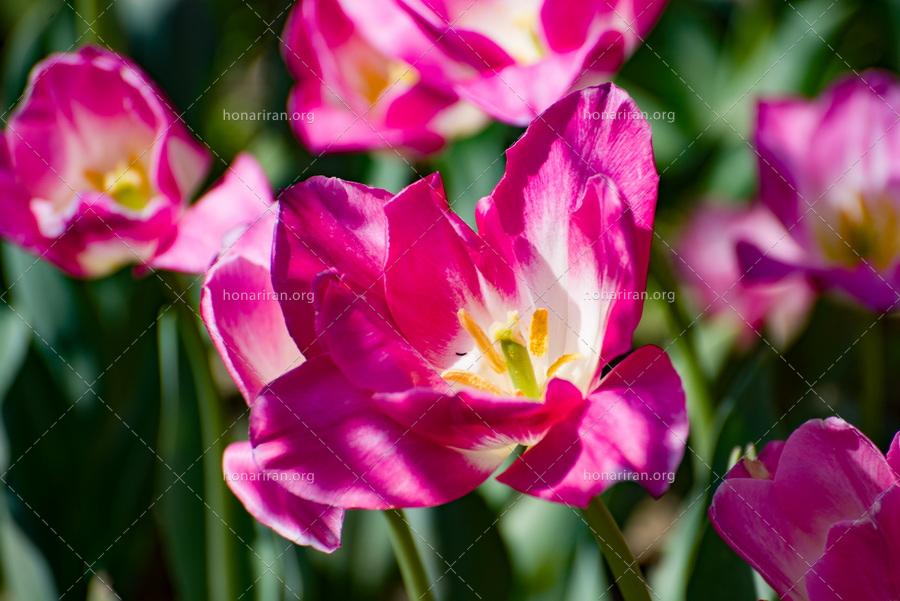 قطعه عکس لاله های بهاری – باغ لاله ها- البرز – عکاسی حرفه ای از گلهای بهاری – عکاسی کلوزآپ از گلهای بهاری