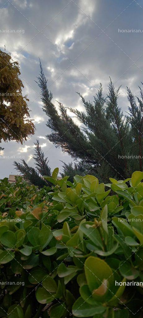 قطعه عکس درخت سبز