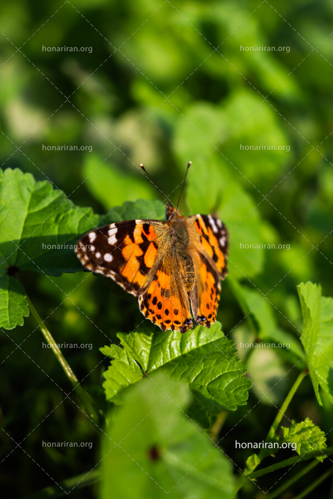 قطعه عکس پروانه ای در طبیعت