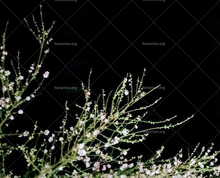 قطعه عکس شکوفه های شب