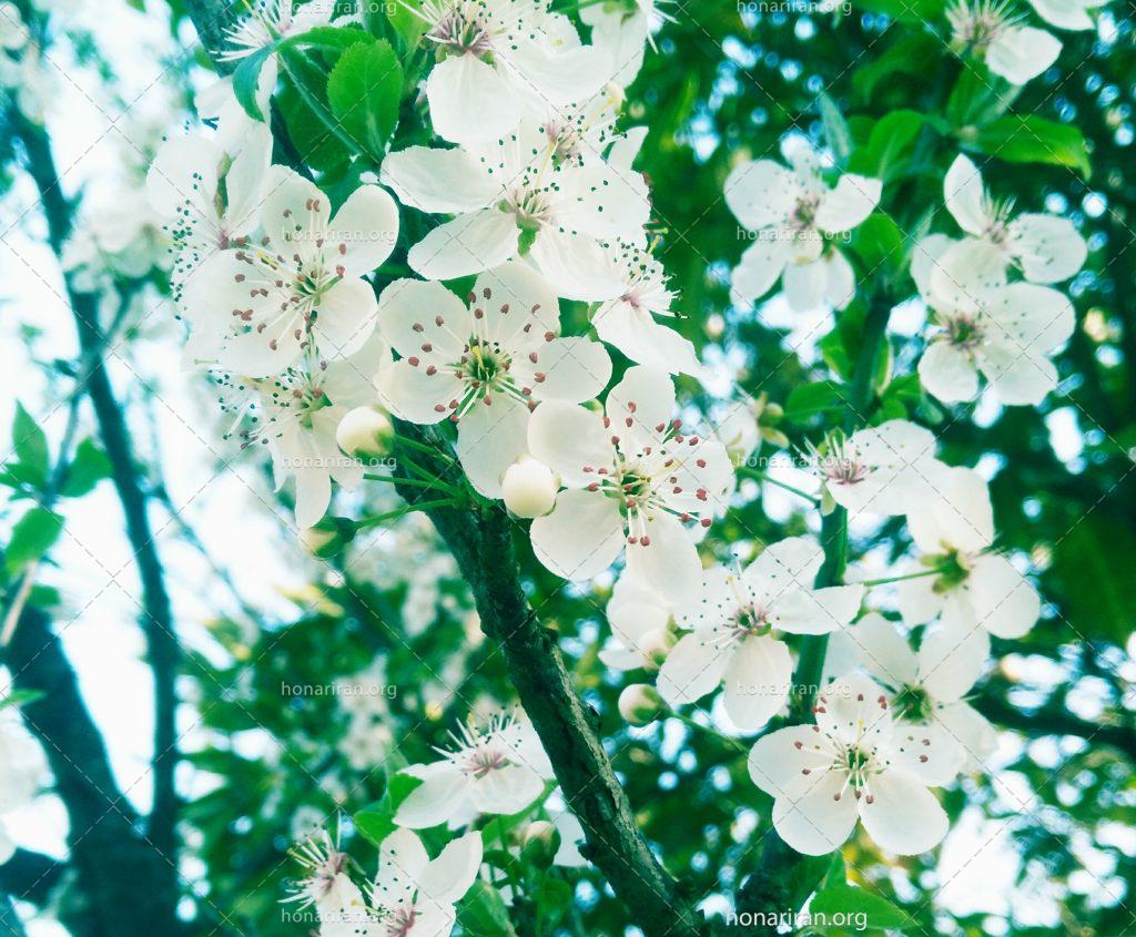 شکوفه های بهاری