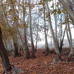 قطعه عکس درختان پاییزی