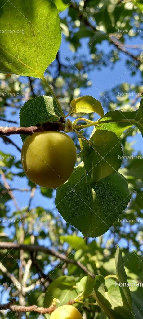 قطعه عکس از طبیعت زیبا درخت زردآلو