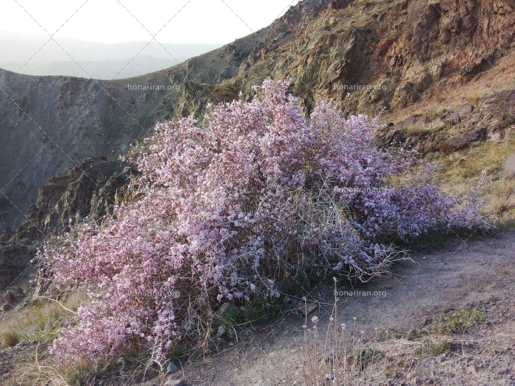 قطعه عکس زیبای وحشی