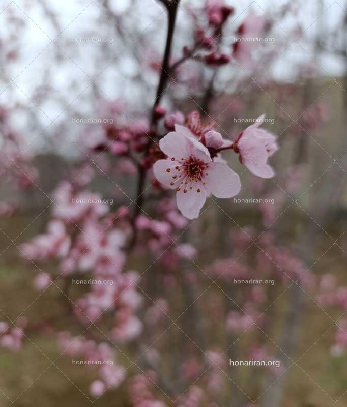 قطعه عکس شکوفه بهاری