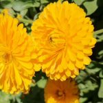گلهای زیبا