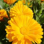 گلهای زیبا