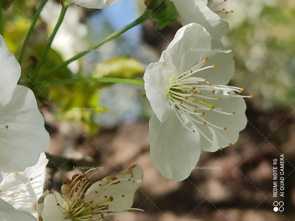 قطعه عکس شکوفه گیلاس