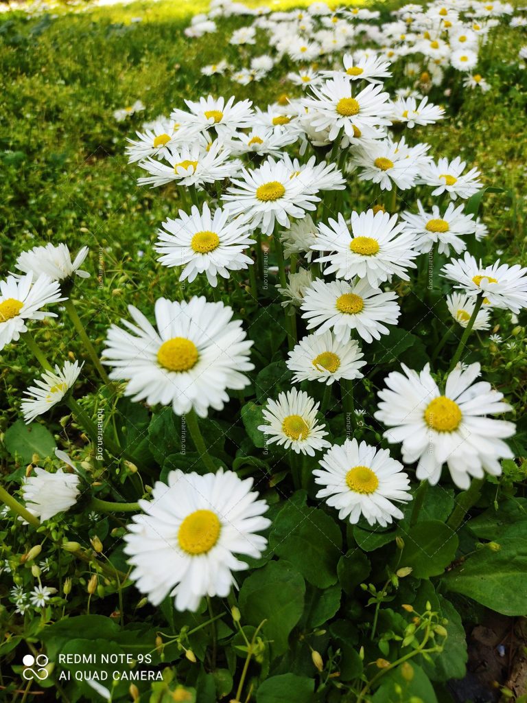 قطعه عکس گل بابونه