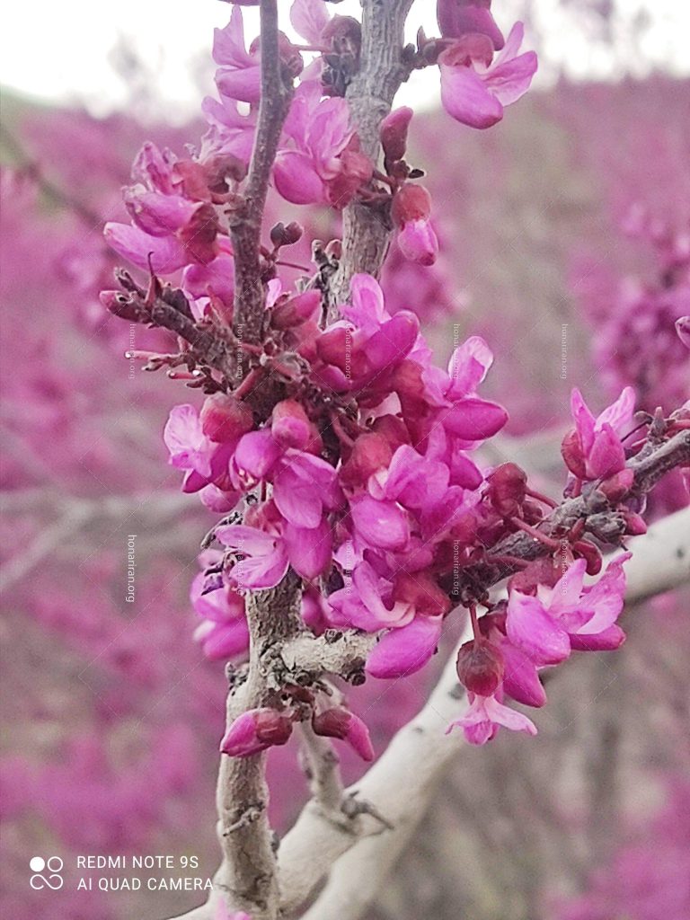 قطعه عکس شکوفه ارغوان