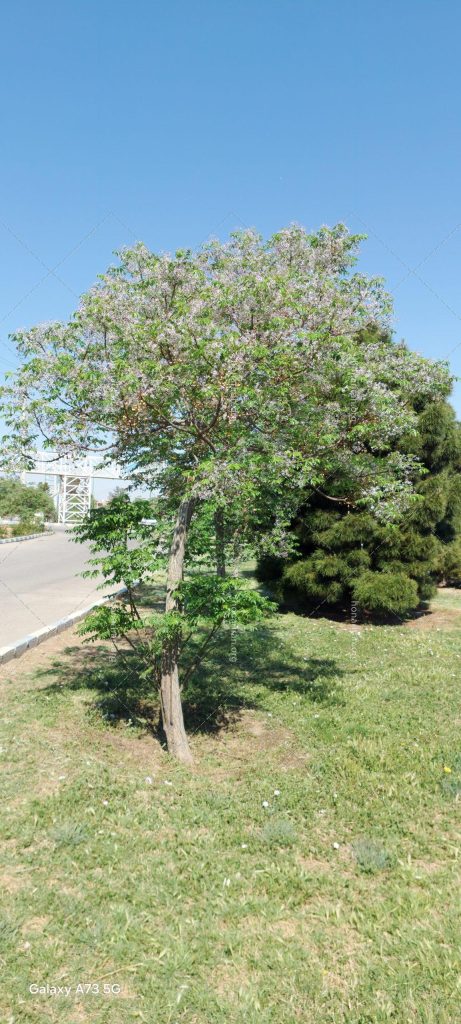 تک درخت بهاری