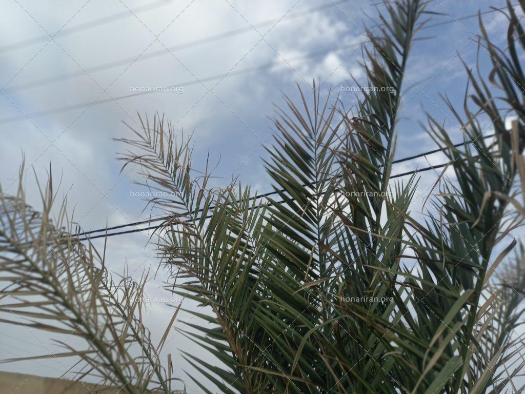 قطعه عکس آسمان و نخل