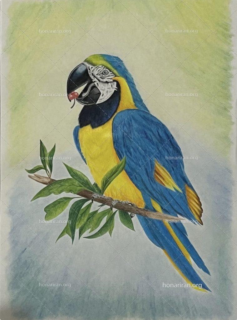 نقاشی مداد رنگی The parrot