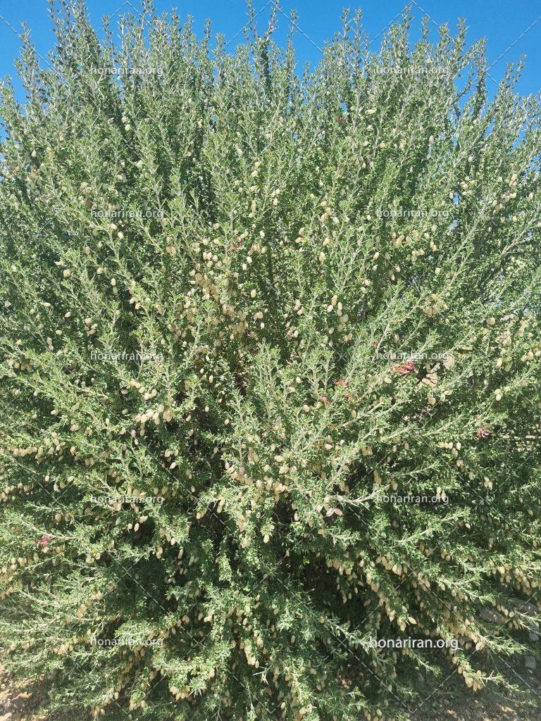 قطعه عکس درخت و طبیعت